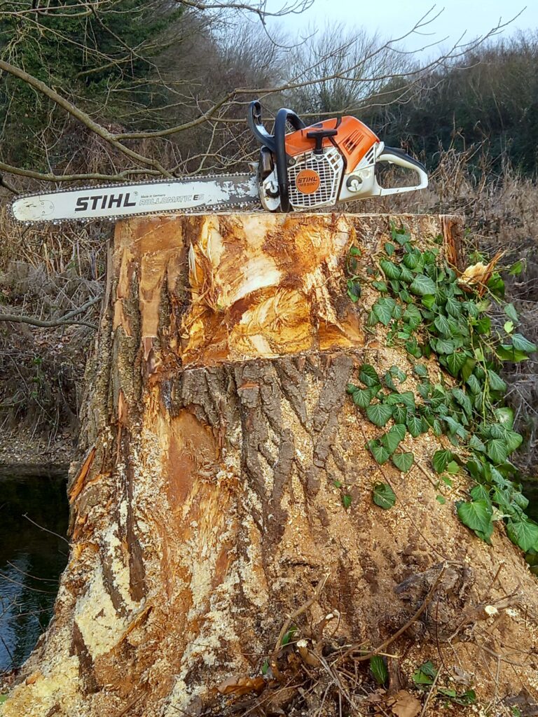 Abbattimento alberi alto fusto