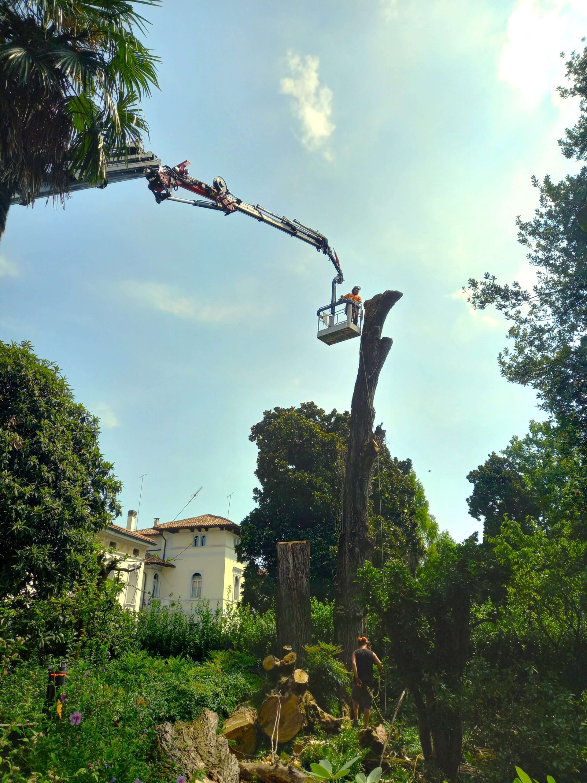 Potatura rami alberi alti a Treviso