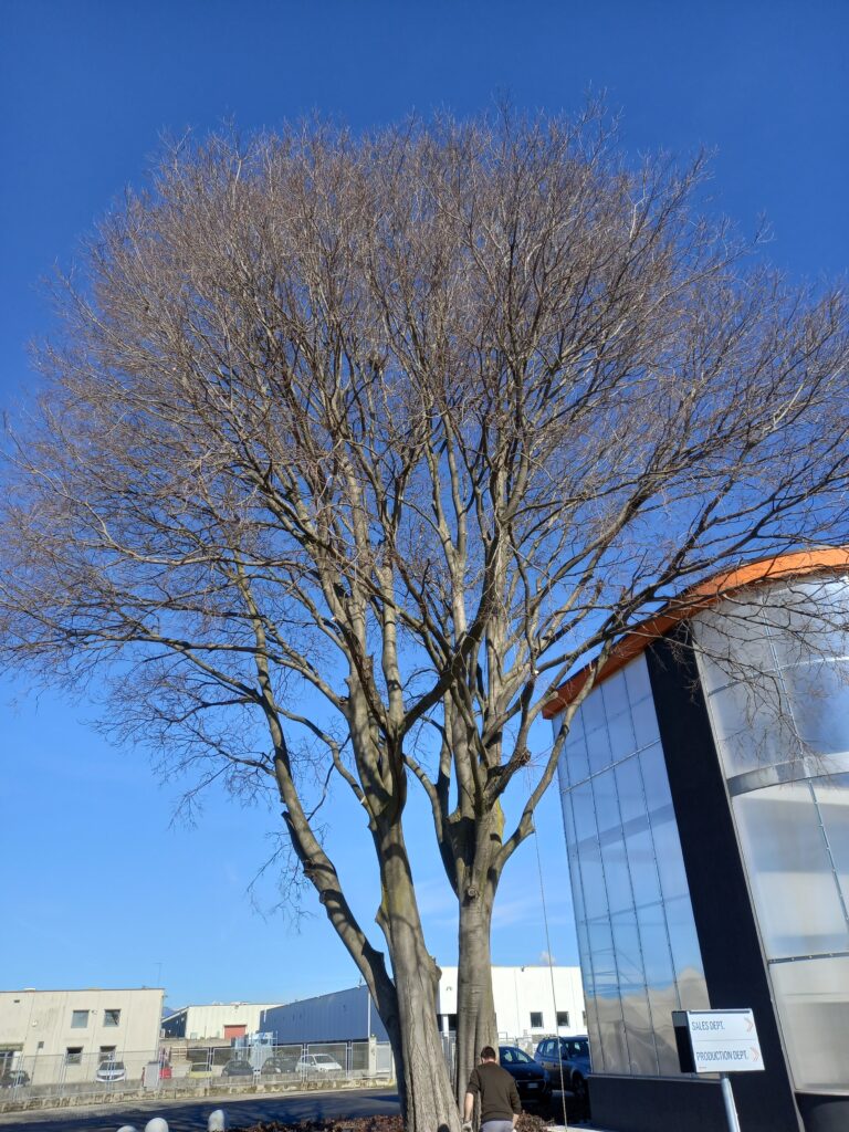 Abbattimento alberi a Treviso e Pordenone