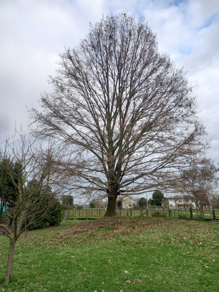 Pulizia giardini da ramaglie in Veneto