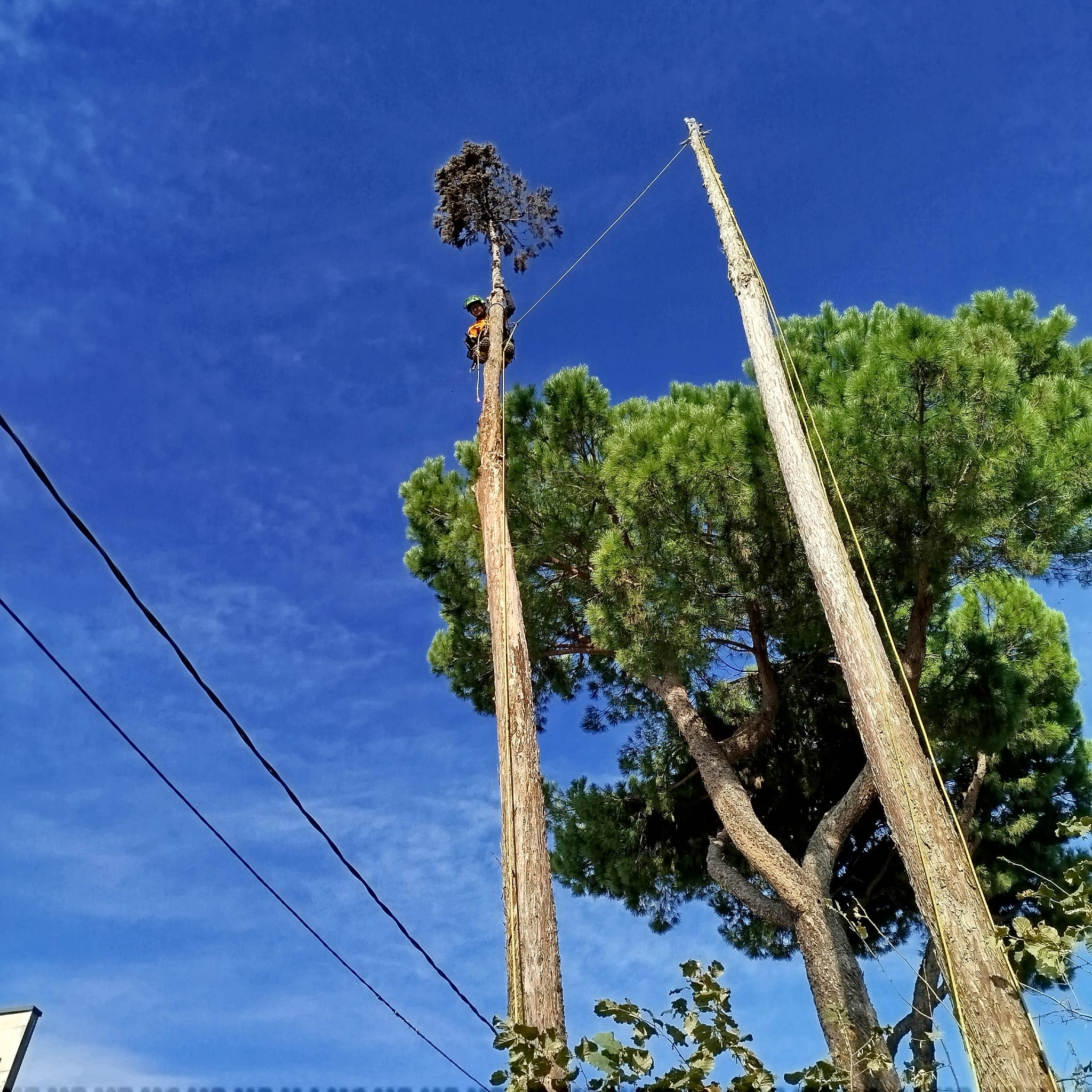 Potatura e abbattimento alberi alto fusto in quota a Treviso
