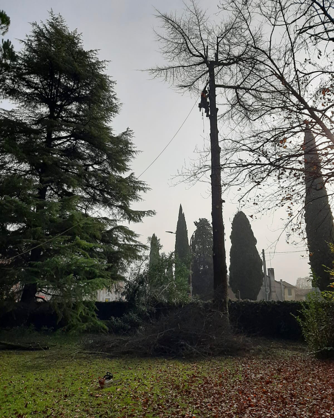 Abbattimento controllato di albero alto fusto in giardino